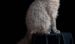 самые дорогие домашние кошки: Лаперм. фото