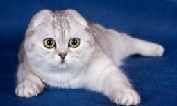 самые дорогие кошки: Шотландская вислоухая порода (скоттиш-фолд). фото