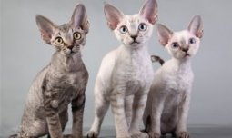 самые дорогие породы кошек: Девон-рекс. фото