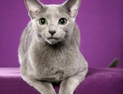 самые популярные породы кошек: Русская голубая