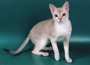 Самые редкие и красивые породы кошек