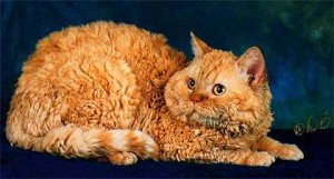 Селкирк рекс, породы кошек, фото фотография