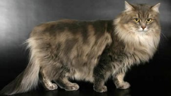 сибирская кошка фото 1