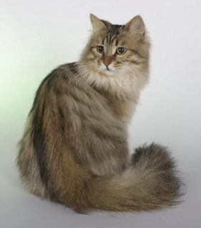 сибирская кошка фото 8