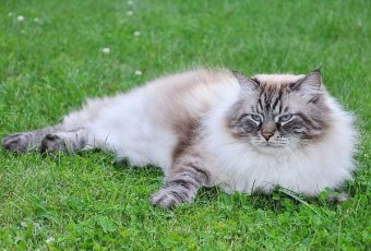 сибирская кошка заставка