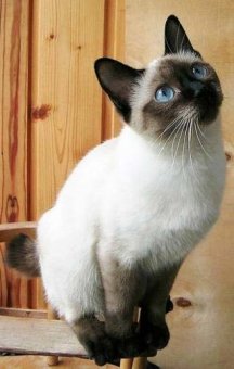 Скиф-тай-дон (той-боб) самая маленькая порода кошек