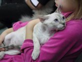 Лечение Мочекаменной Болезни у Кошек