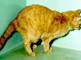 Мочекаменная Болезнь у Кошек Лечение