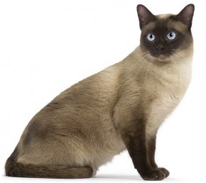 Тонкинская порода кошек