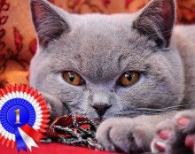 Топ десять пород в КотоГалерее в 2015