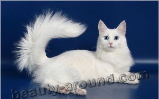 Турецкая ангора (ангорская кошка) красивая порода кошек