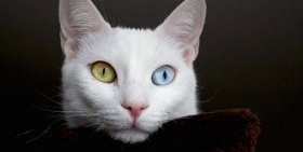 У этой редкой породы кошек глаза бывают разного цвета