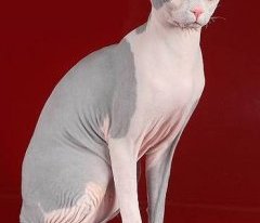Украинский левкой (Ukrainian Levkoy), фото породы голых кошек фотография